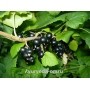 Смородина черная (лист) Алтай 50 гр. 